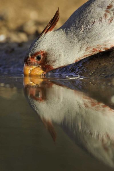 Texas Male pyrrhuloxis bird drinking